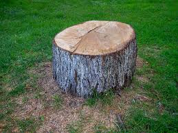 How Our Tree Care Process Works  in  San Jacinto, CA