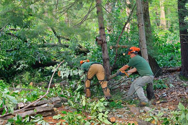 Trusted San Jacinto, CA Tree Services Experts