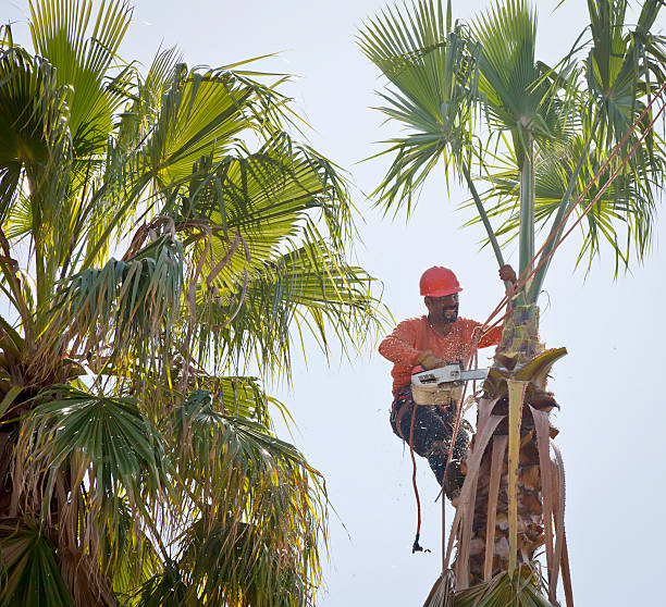 Lawn Watering Services in San Jacinto, CA